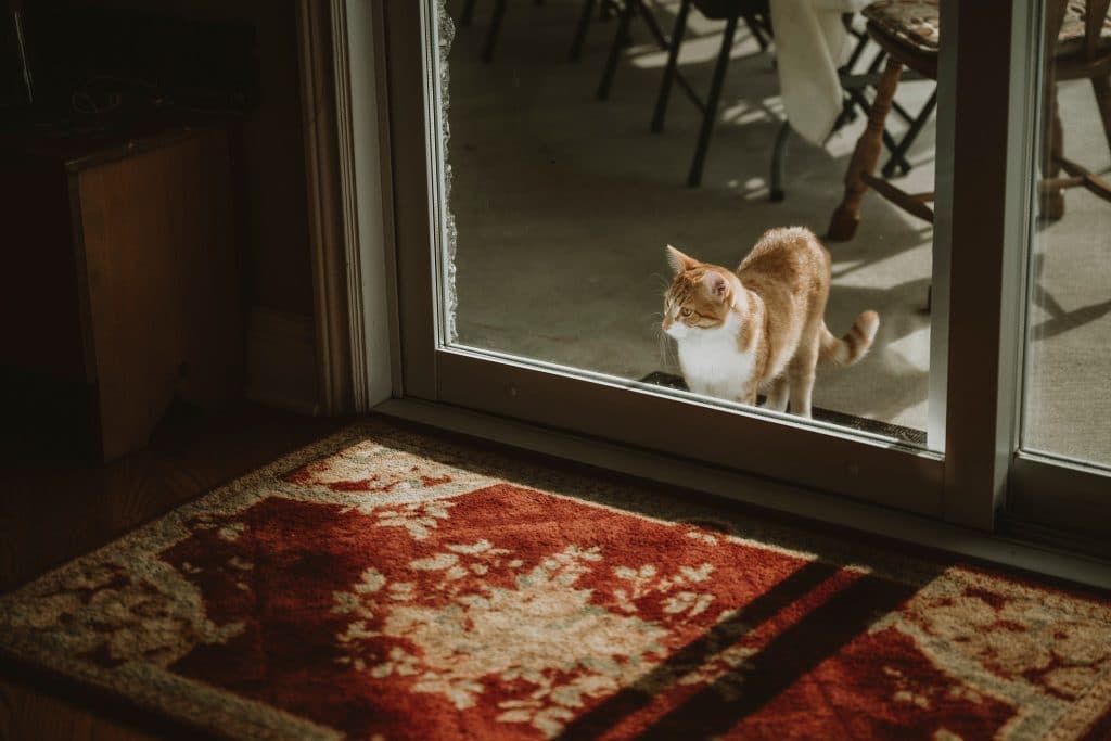 North Gower Backyard Wedding - Cat looks in the kitchen window